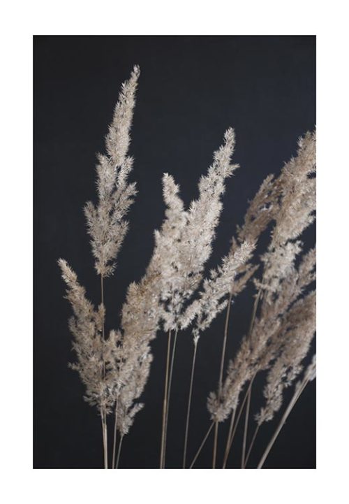 Perfect PAMPAS in the Dark - Studio Nahili