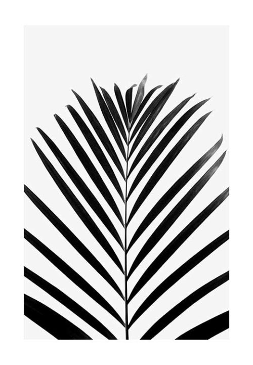 Lush TROPICAL Palms - B&W - Studio Nahili