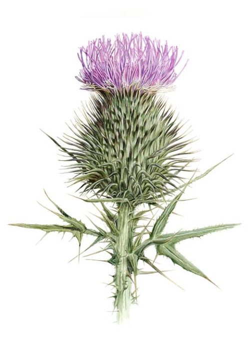 Blooming Thistle - Marianne Scheel