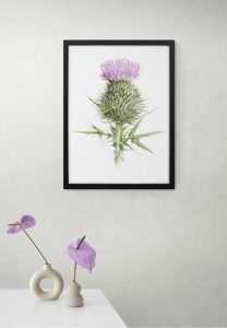 Blooming Thistle - Marianne Scheel