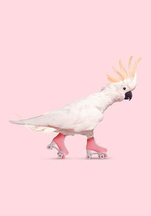 Rollerskating Cockatoo - Jonas Loose