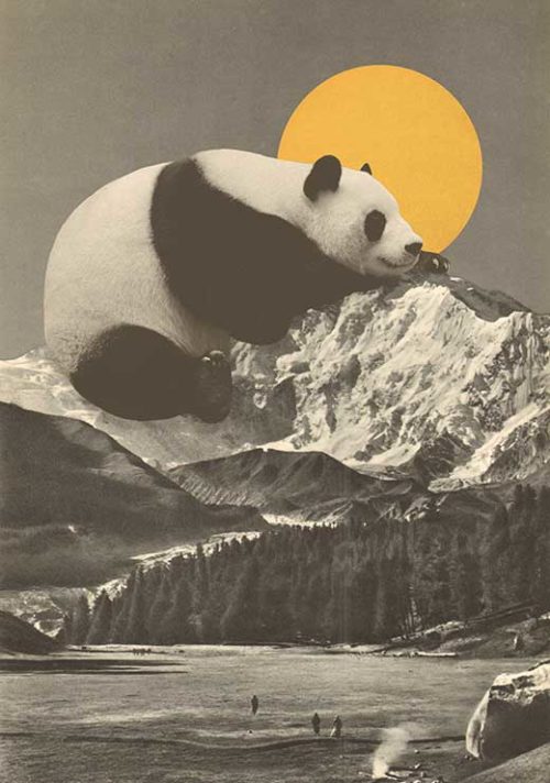 Giant Panda Nap - Florent Bodart