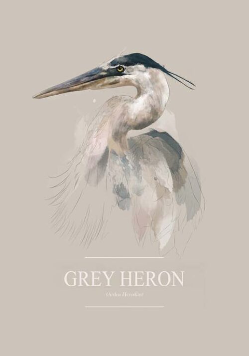 Grey Heron - Gabriella Roberg