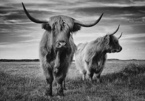 Highland Cows