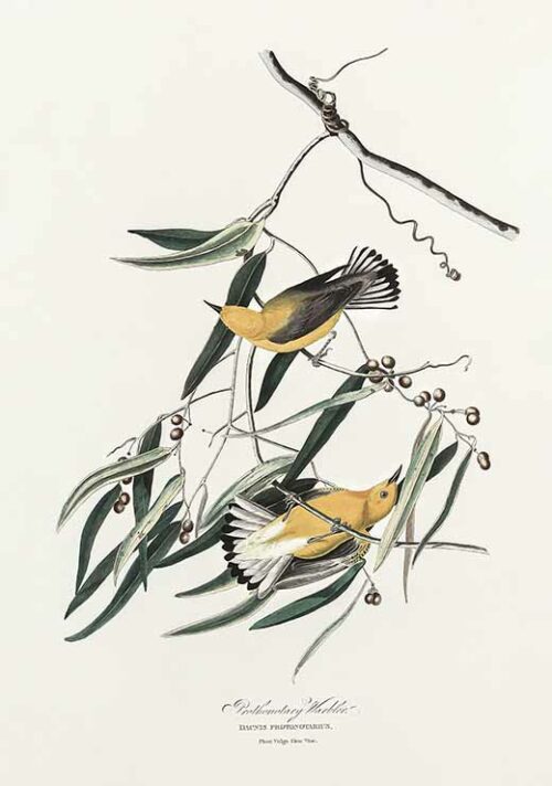 Prothonotary Warbler - Birds of America (1827)