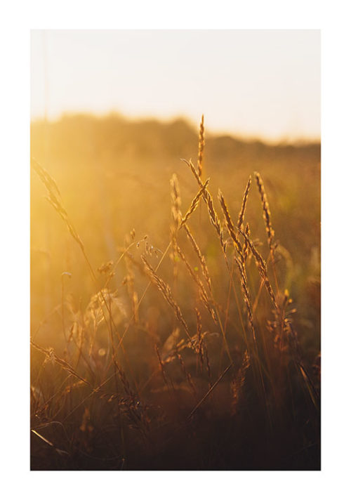 Sunset Meadow 1 - Gustav Mørch