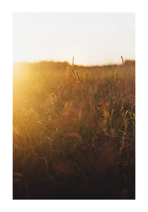 Sunset Meadow 2 - Gustav Mørch