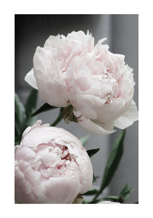 Peonies