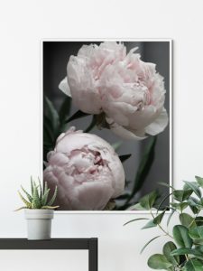 Peonies