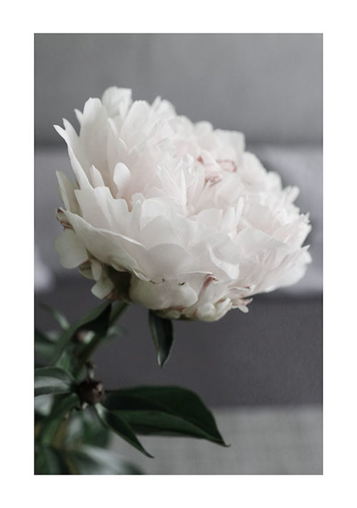 Peony