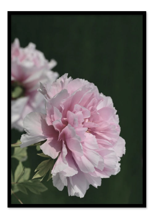 Two Peonies