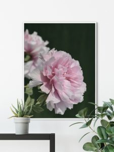 Two Peonies