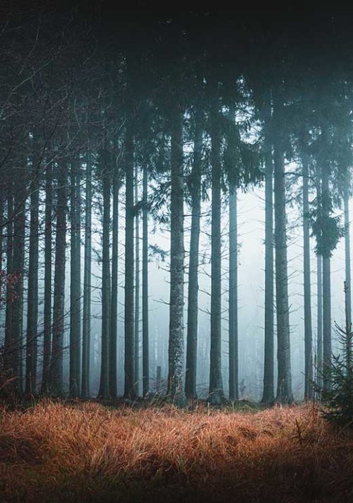 Mythical Forests of Scandinavia - Gustav Mørch