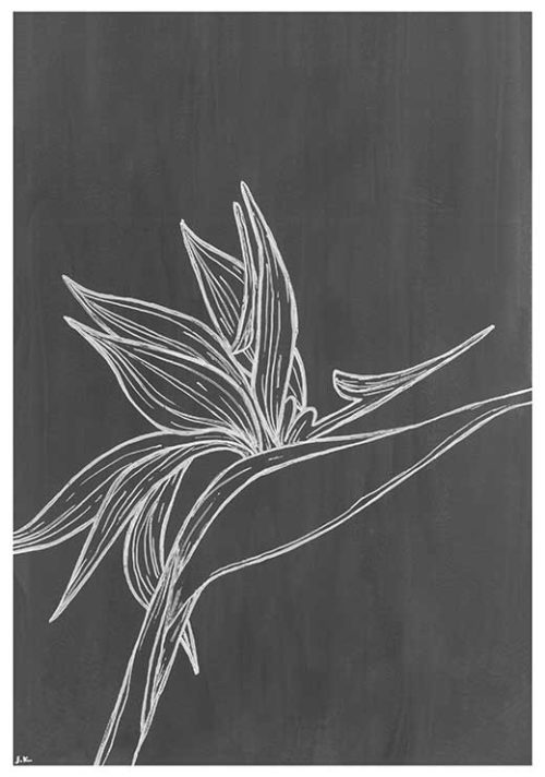 Bird of Paradise BW - Agave Designs