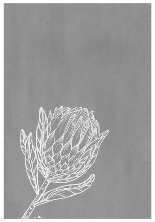 Protea BW - Agave Designs