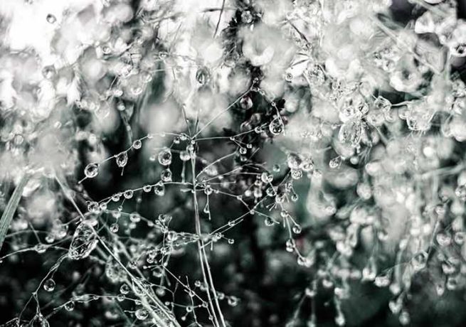 Drops - Amanda Petersen