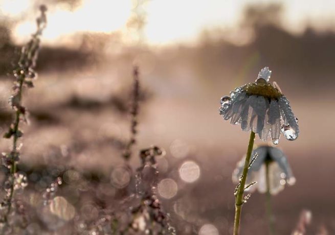 Misty Morning - Amanda Petersen